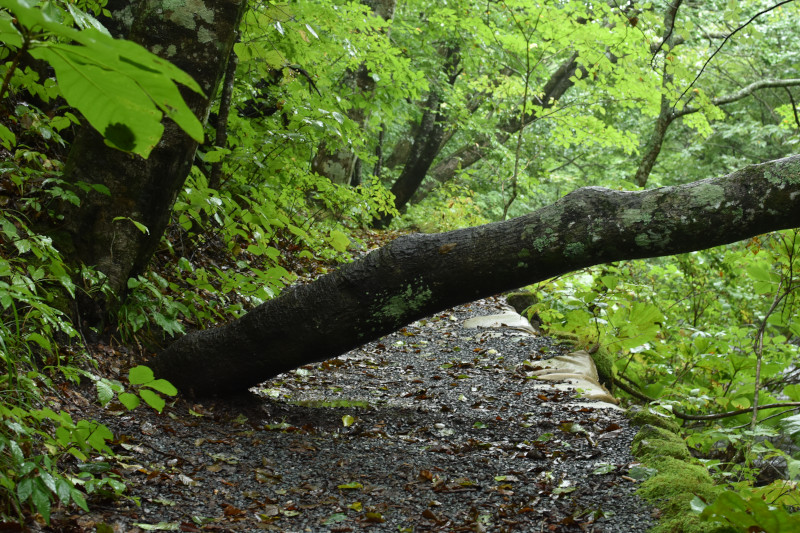 奥入瀬渓流の歩道に倒れるように生えた木