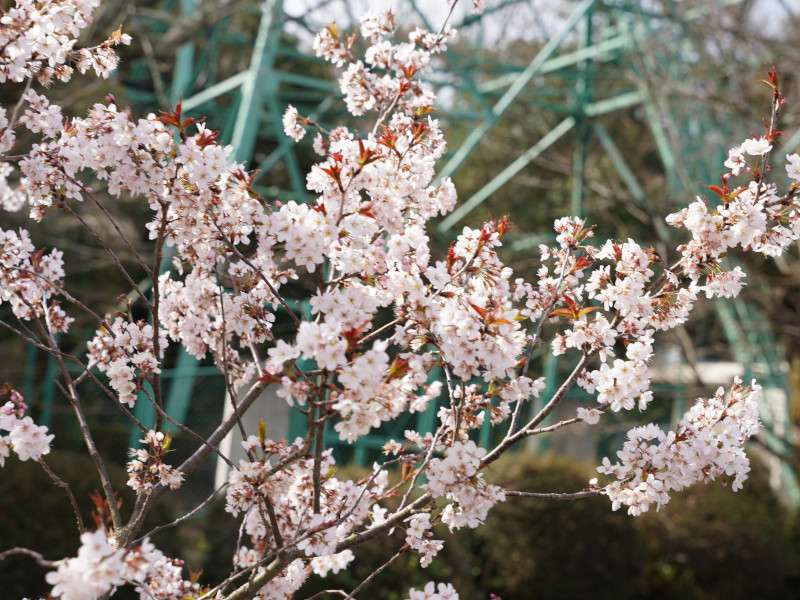 松山城リフトから見た桜