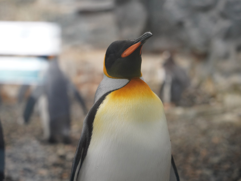 旭山動物園のペンギン展示