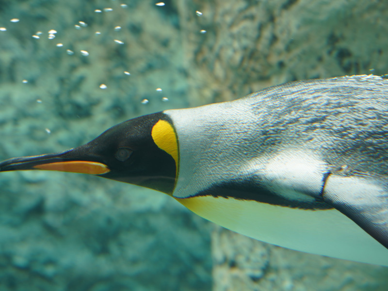ペンギンの泳ぐ姿
