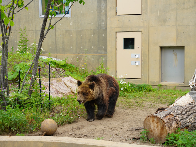 旭山動物園のヒグマ展示
