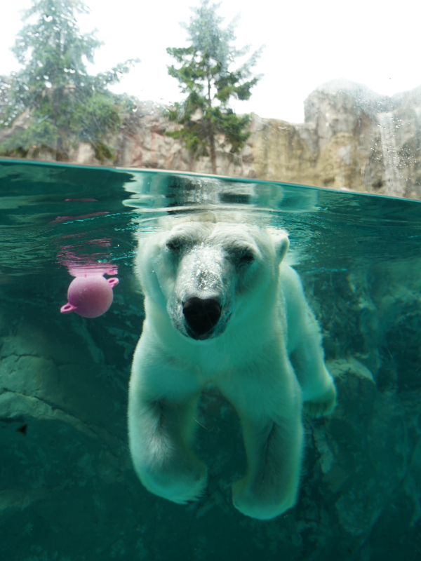 旭山動物園 シロクマのダイブ写真
