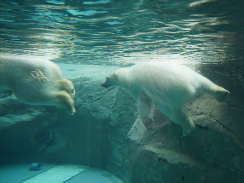 旭山動物園 シロクマの泳ぐ姿